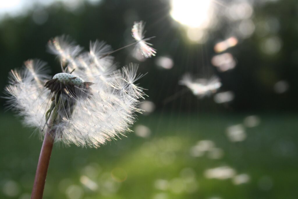 Lente